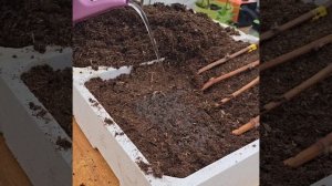 Размножение винограда черенками