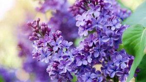 КОГДА НАСТУПИТ ВНОВЬ ВЕСНА... СЛОВА -Л. АДИАНОВА, МУЗ. -З. ЛАЗАРЕВА, КАВЕР ПЕСНИ- А. ЛОМТЕВ & AI