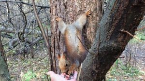 Белочки и птички соснового бора(с ними  всегда радостно)