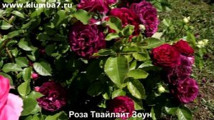 Три уникальные розы, которые вас удивят: Twiligh Zone, Отелло, Бисантенер де Гийо
