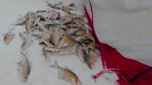 Секретный залив КВХ. Как поймать гору леща. Рыбалка. Зимняя рыбалка.