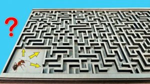 Найдет ли Муравей выход из сложного Лабиринта
