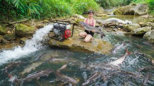 Осушаем ручей с помощью водяного насоса — ловим много крупной рыбы, чтобы продать ее жителям деревни