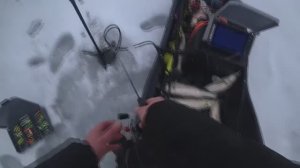 ТАМ ТОЧНО ЗА 10 РЫБА‼️ рыбалка зимой сазан судак