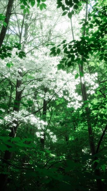 Тайны зеленого леса: природа и свет #природа #лес #отдых