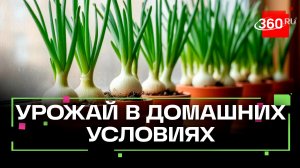 Как вырастить урожай на подоконнике?