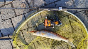 МР, набережная Шагала. Микро-джиг 16 марта 2026 года