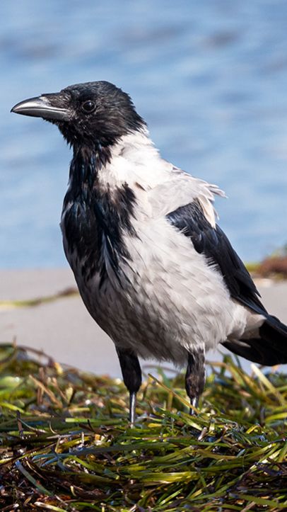 Весна. Ворона собирает материал для гнезда. Пластик не подойдет.