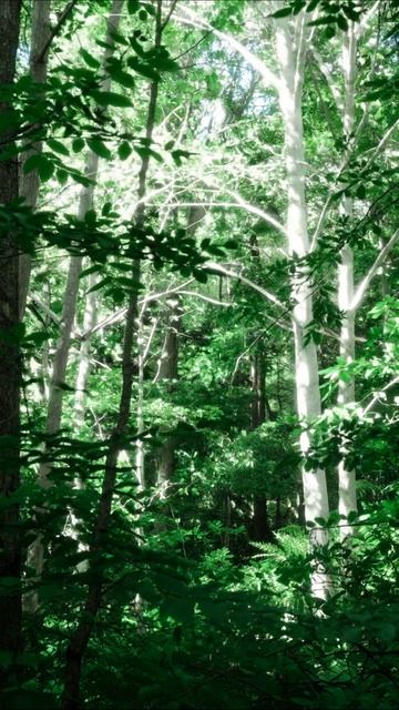 Тайны зеленого леса #природа #лес #пейзаж