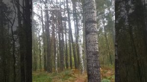 Лес Природа.