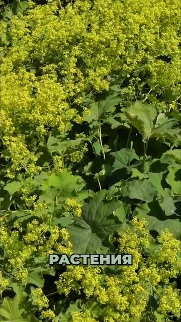 Минимизируем газон. Стратегия сада против сорняков