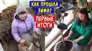 РАДУЮСЬ и ПЛАЧУ как перезимовали растения? Грунт для домашних цветов. Пересадка ФИКУСА. Рабочий ВЛОГ