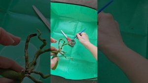 Реанимация орхидеи.