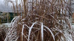 15 ноября 2025