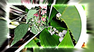 С Днём Рождения 7! Ландышевая Сказка от Киностудии Мудрого Кота Тимофея!!!