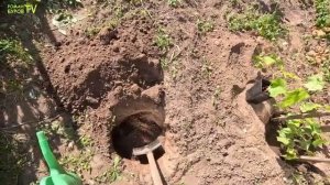 Только при такой посадке виноград будет хорошо расти и