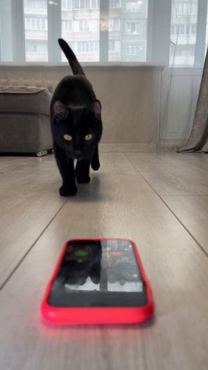 Как он там оказался? 🙀 #кот #кошка #котики #животные #ужасы #страшно #ужастик #сиреноголовый