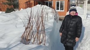 Гортензии из под снега: спасла ПОДВЯЗКА.