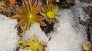 Весна рядом