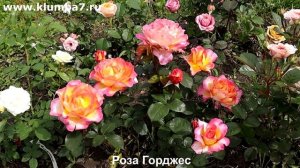 ЦВЕТЕНИЕ РОЗ 2025:Не просто розы, а шедевры! Топ-3 фаворита сезона-2025.