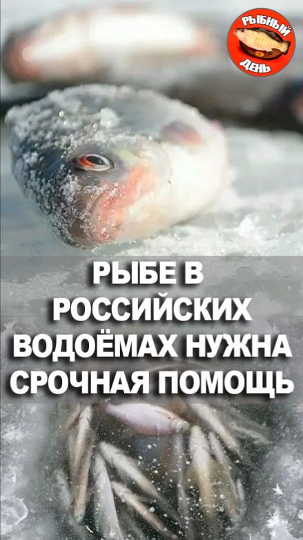 Рыбе в Российских водоёмах нужна помощь
