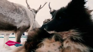 Грани туризма: тундра рядом