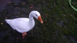 Это лебедь или гусь?