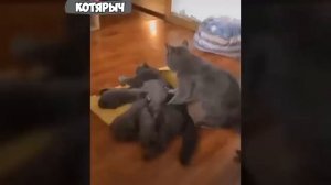 ЛЮБОПЫТНЫЕ_КОТЫ_ЛЕЗУТ_В_КАЖДУЮ_ДЫРКУ😹