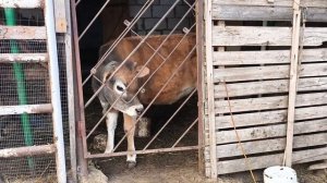 Петя ругается, а им не докажешь. Секрет для теста раскрыт.