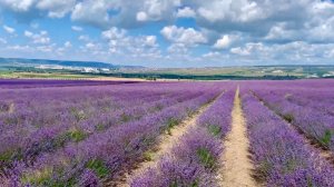 Ароматы горного Крыма поля лаванды и шалфея июль 23