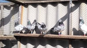 Пакистанские голуби. Новый сезон 2026.mp4