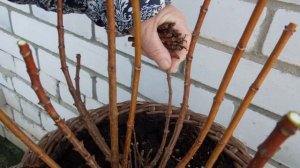 Обрезка метельчатых гортензий (Polestar).