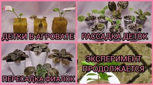 Эксперимент продолжается. Рассадка деток. Пересадка фиалок.