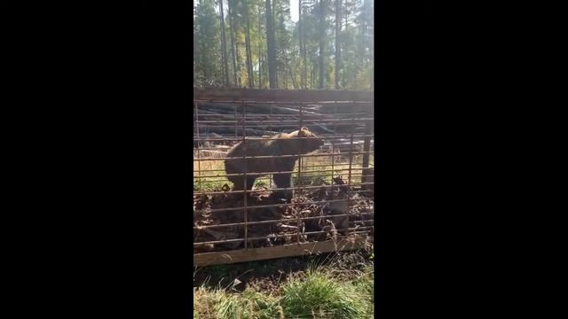 One On One With A Brown Bear! How Does A Brown Bear React To Humans? Brown Bears - Wild World.