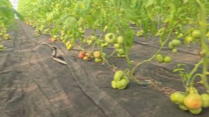 Сложные условия для лечения томатов в раннем обороте 2026г.