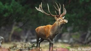 #Коран#АльБакъара#СамыеКрасивыеМеста#Relaxation##Islam#Quran#AlBaqarah'#Minshawiy #4кВидео#37часть#