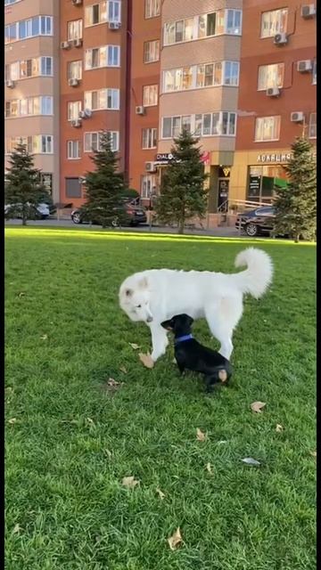 Давай дружить #friendship #дружба #dog #такса #doglover