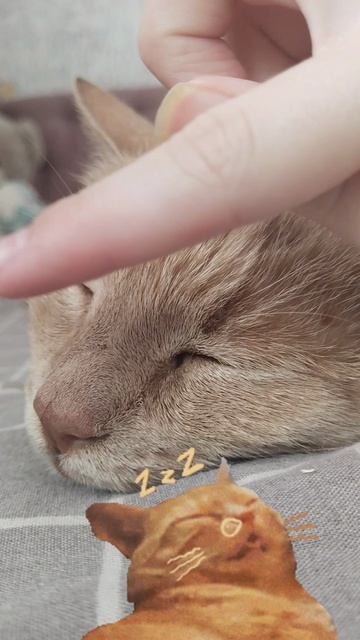 Пушистое симейство=^･ｪ･^=.котькина жизньฅ^•ﻌ•^ฅ