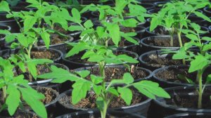 Томаты для раннего урожая! Рассада радует!