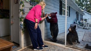 83 Удивительных Случая, Снятых у Порога Дома