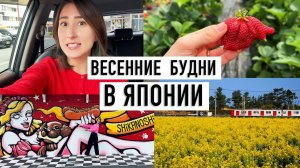 Тори Япония-Тихие дни в Японии в начале весны. Фукуока, цветение сливы и поездка на остров