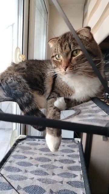 котик Тёма!!!🐈🐱😘😍😻🥰🫣😚