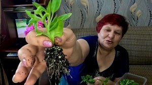 Это реально ШОК!! Все нюансы ЧЕРЕНКОВАНИЯ ПЕТУНИЙ!!