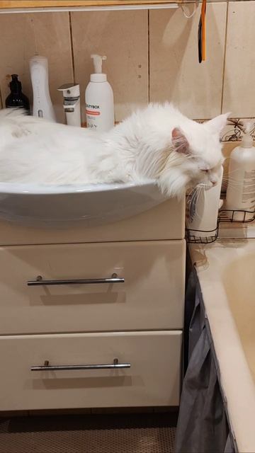 Страховые коты Бельского 321 серия) #YES #ПитерскиеБудни #СанктПетербург #жизньвпитере #врек #вреки