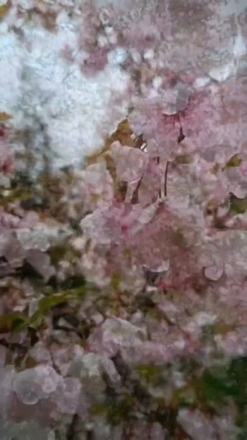 Чудесные цветы в японском саду❤️ #японскийсад #паркгалицкого #shotrs #respect #japanesegardens