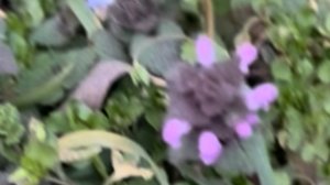 Варю бульон из свинины.Весенняя уборка на клумбе.