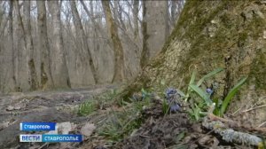 В Таманском лесу Ставрополя обустроят экотропы