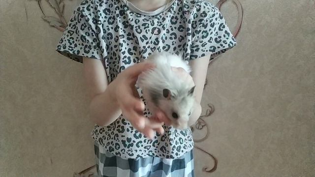 хомяк Чучен смотреть онлайн
