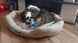 Милая собачка