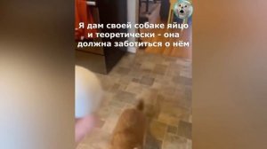 БЕССТЫЖИЕ_КОТЫ_ПЕРЕХОДЯТ_ВСЕ_ГРАНИЦЫ😈_СМЕШНЫЕ_СОБАКИ_и_КОШКИ